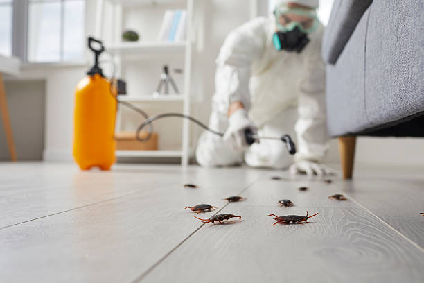 Commercial Kitchen Cockroach Control in Alvin
